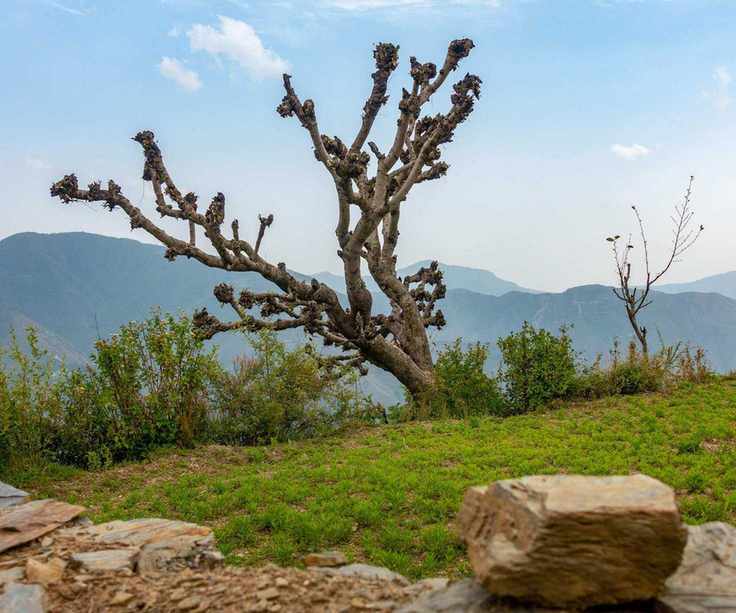 A tree that has been heavily pruned and topped