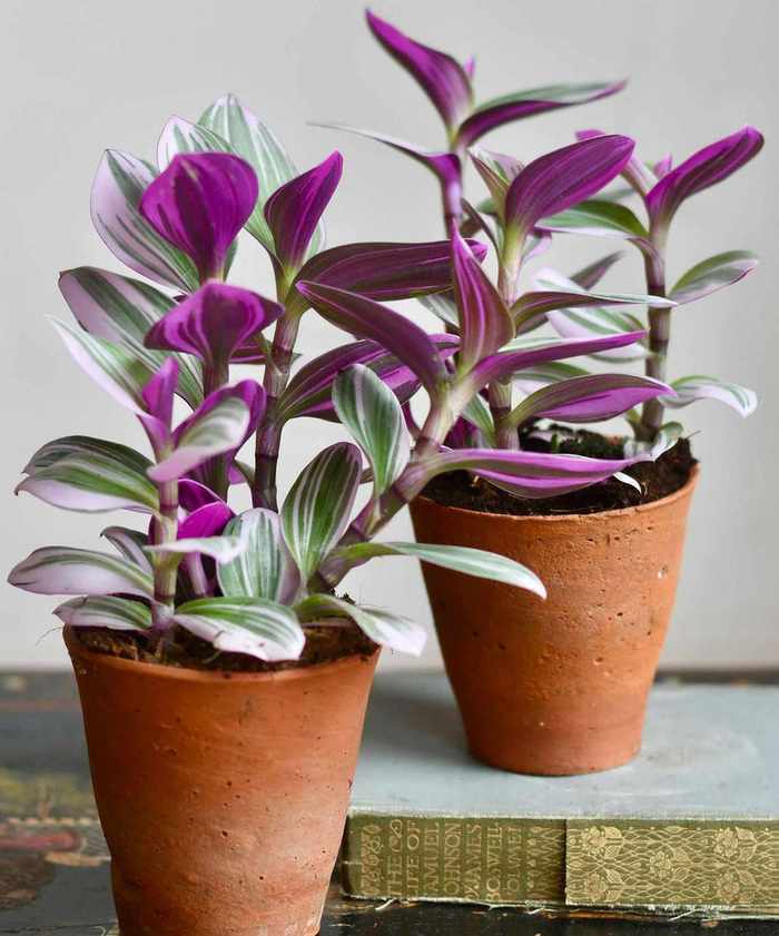 Tradescantia ‘Nanouk’ in terracotta pots