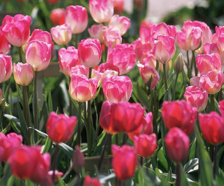 Instagram garden ideas