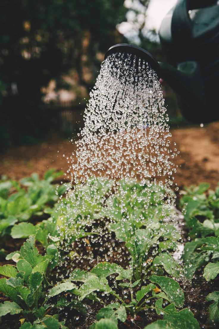 Herb gardening mistakes