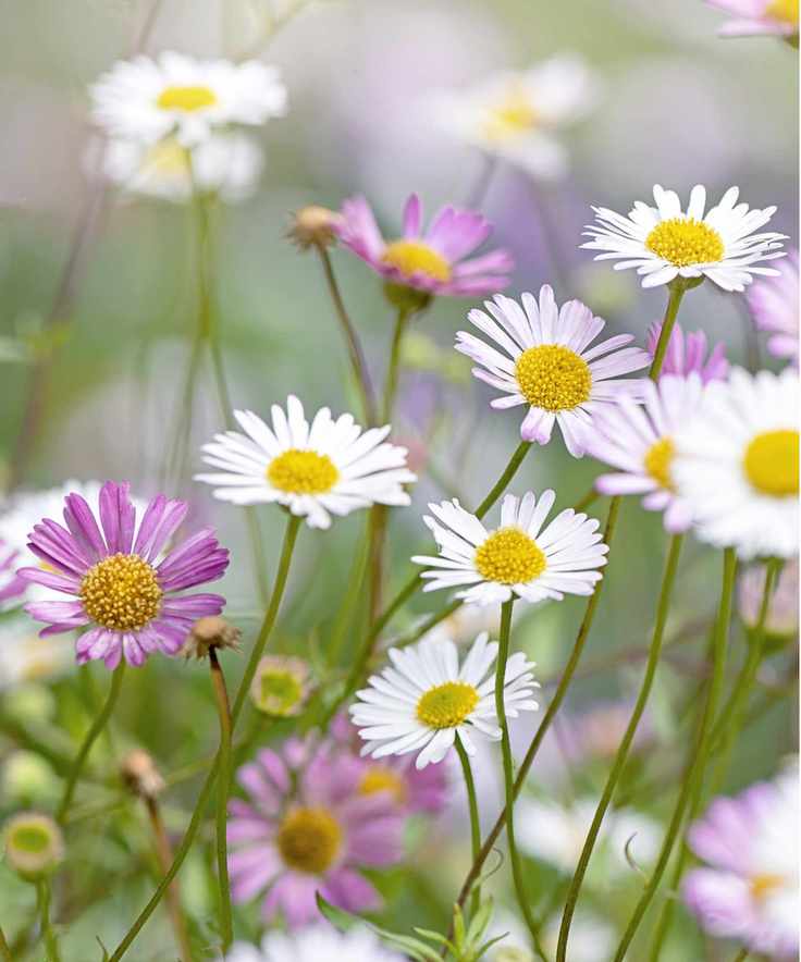 Mexican fleabane