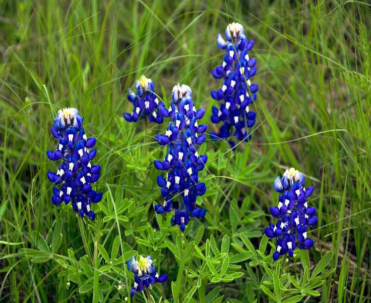 Bluebonnets