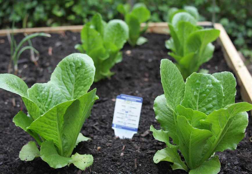 young spinach plants in a bed