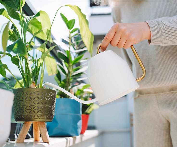 Feeding houseplants