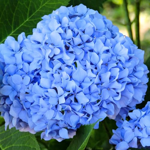 Live Hydrangea Bush Plant