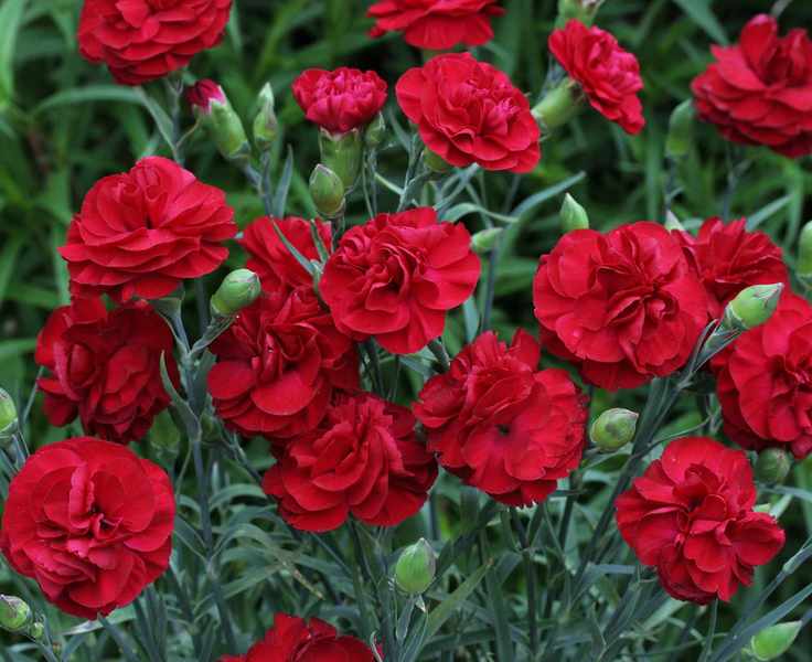 Red flowers of the perennial Dianthus 'Passion'