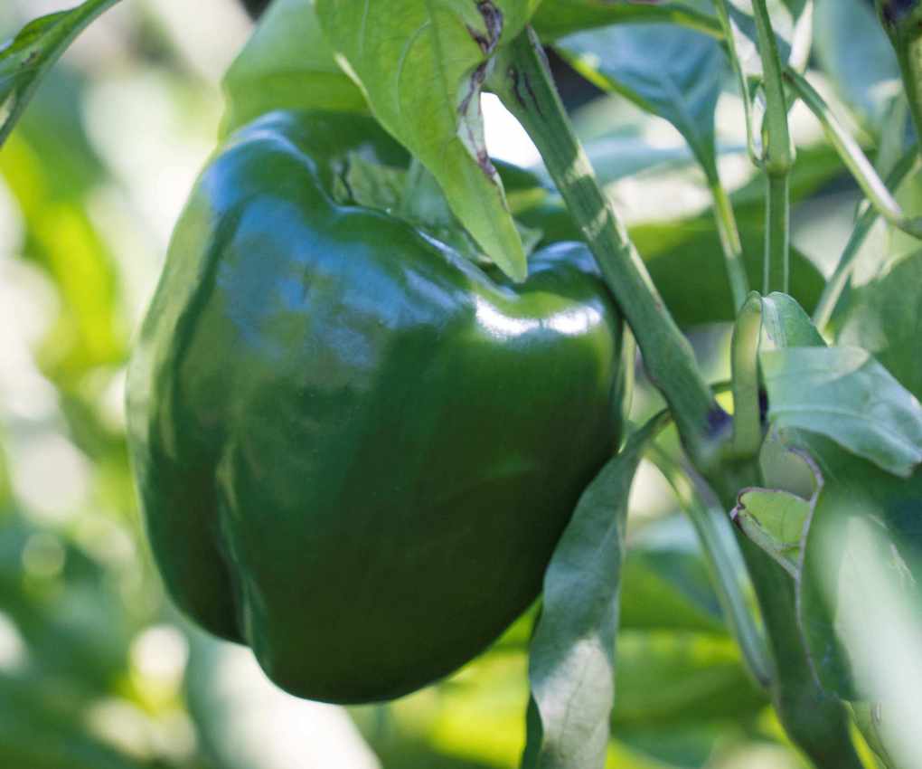 Green bell peppers growing in a vegetable garden