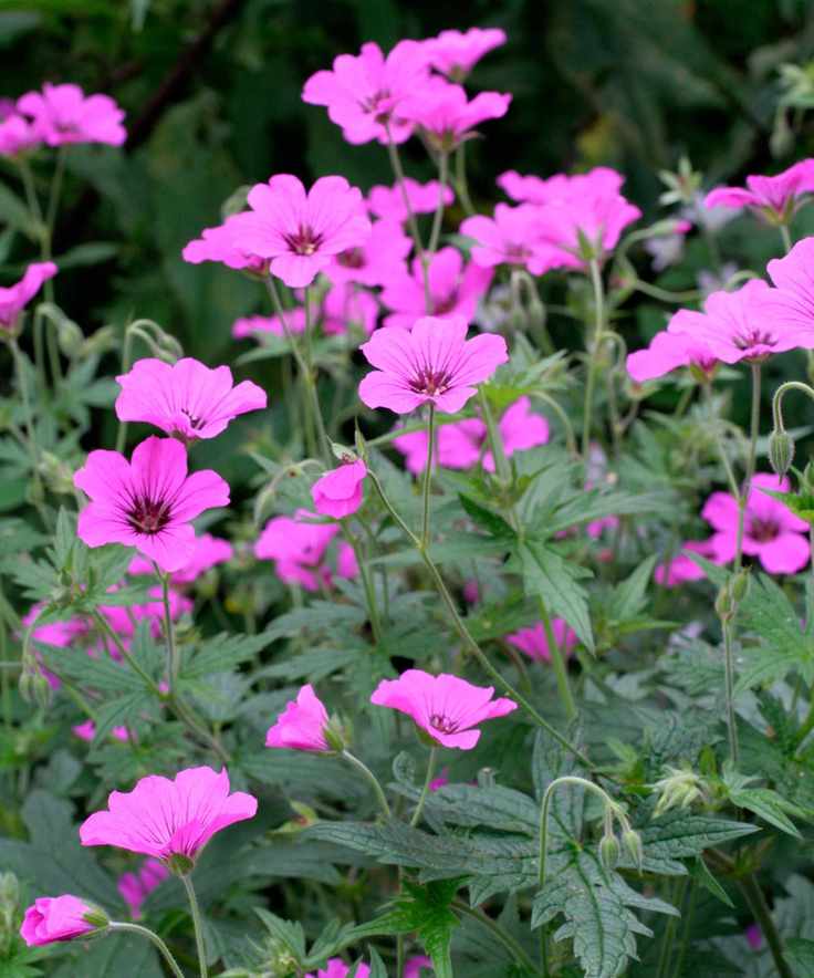 Cranesbills Patricia flowering in partially shady garden