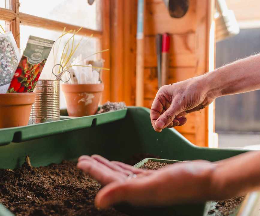Sowing vegetable seeds in a greenhouse