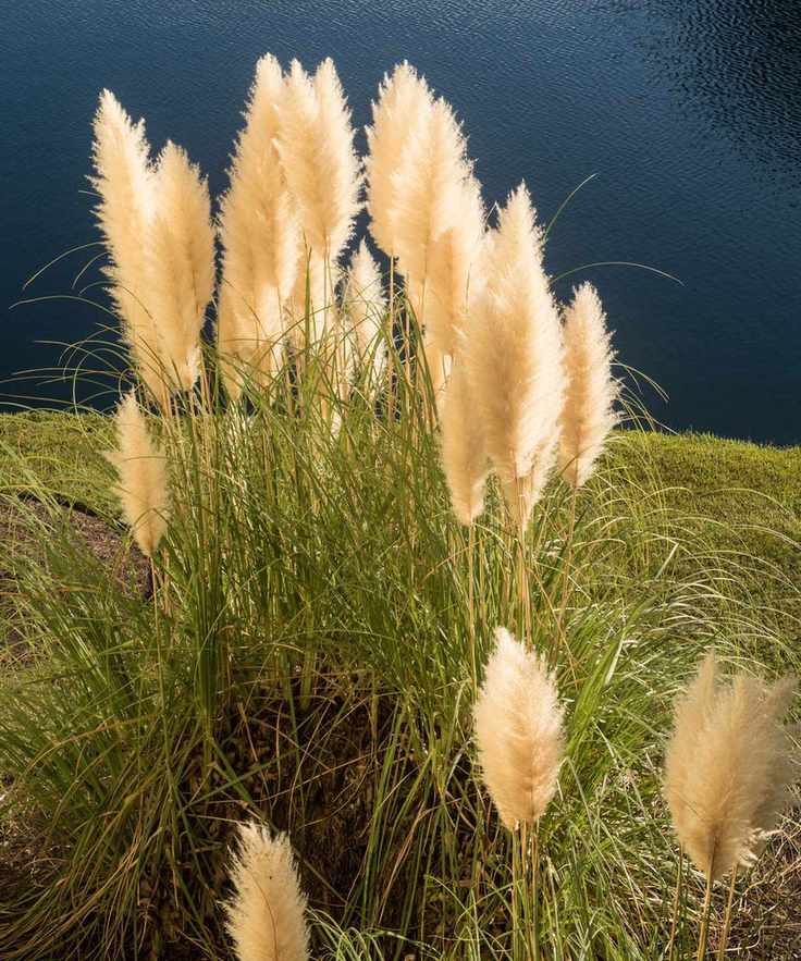 Pampas grass