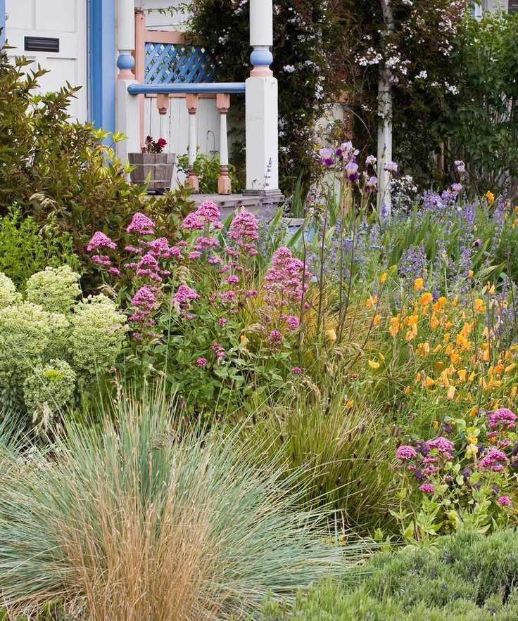 drought-tolerant plants in front yard