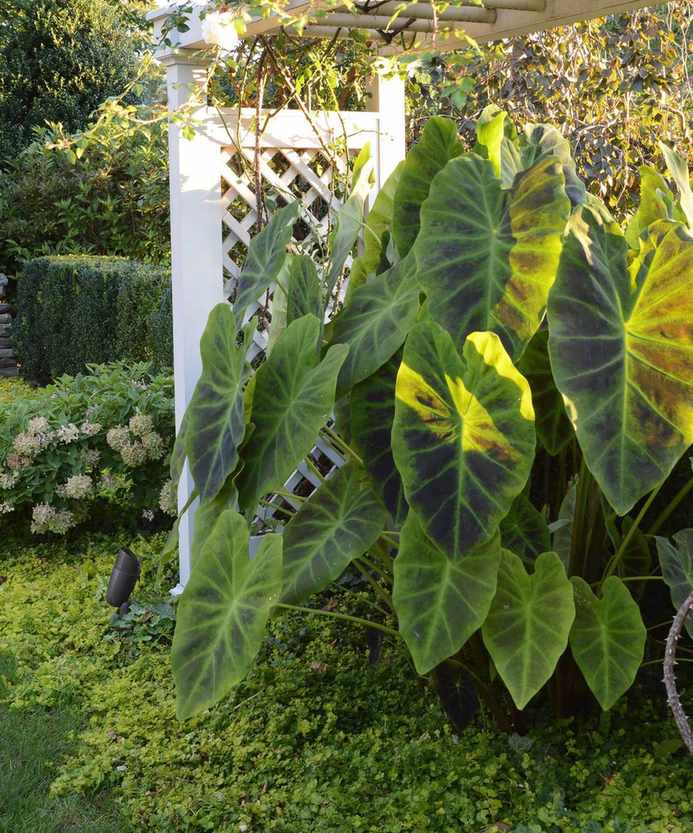 Elephant ears growing in a garden under a pergola