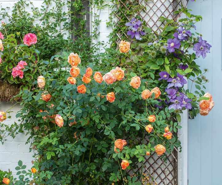 Cottage backyard ideas roses