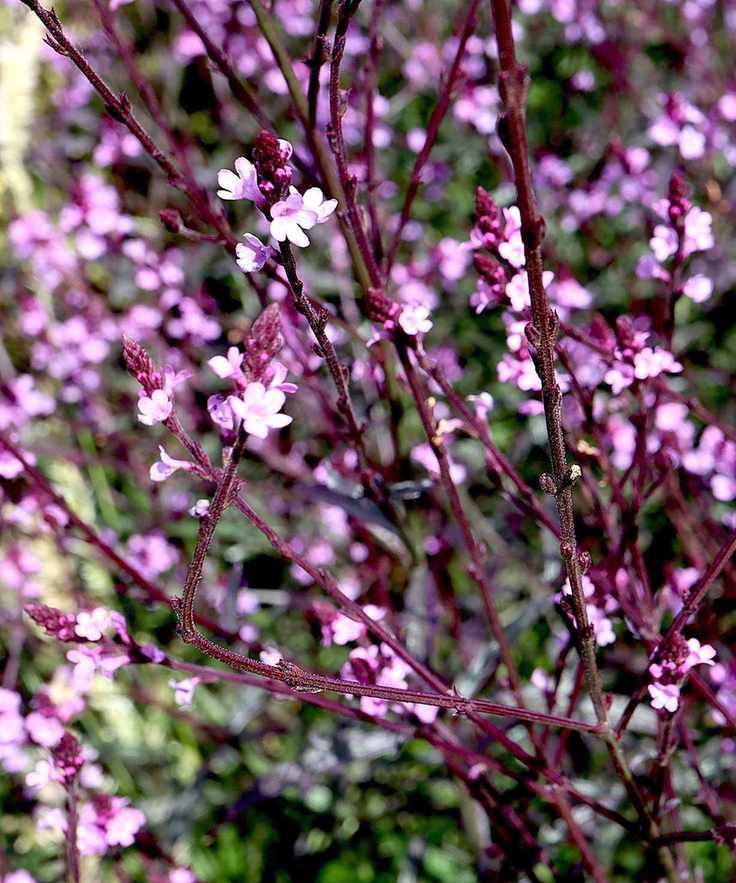 Verbena officinalis var. grandiflora 'Bampton'