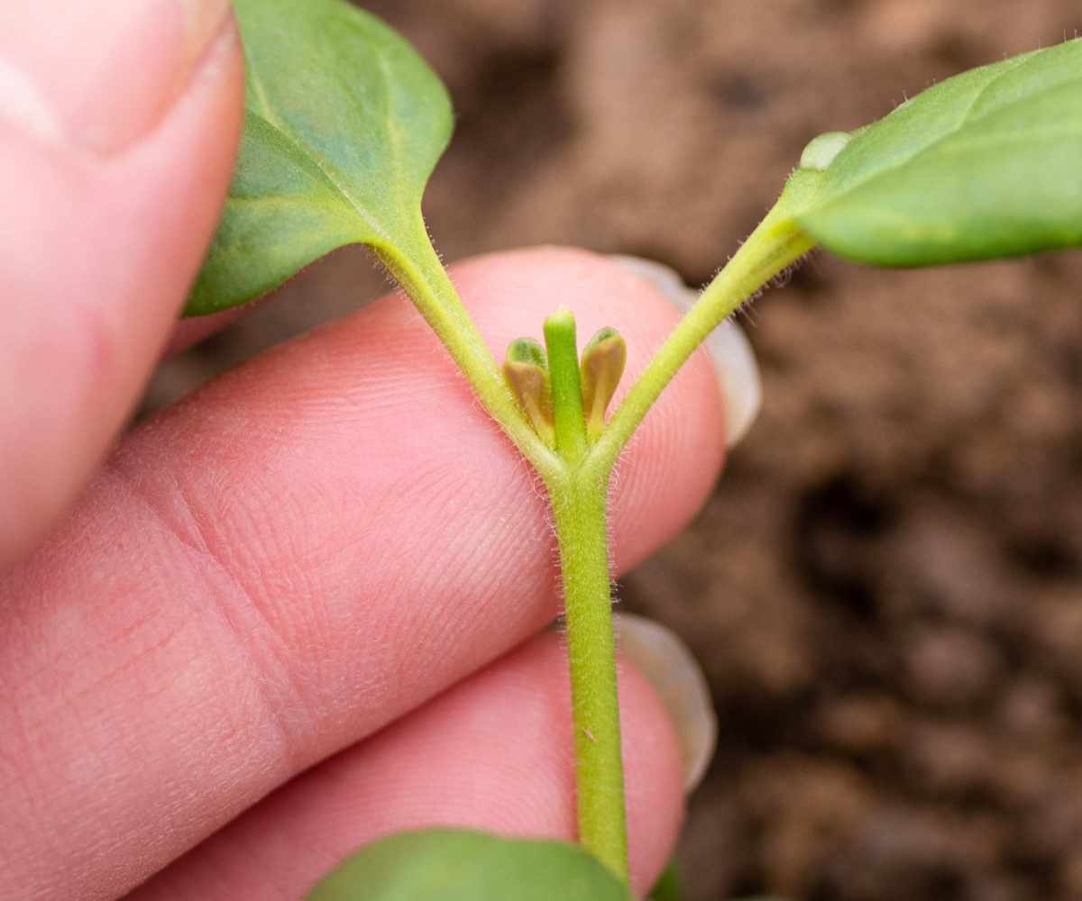 The pinched tip of a plant with new shoots emerging