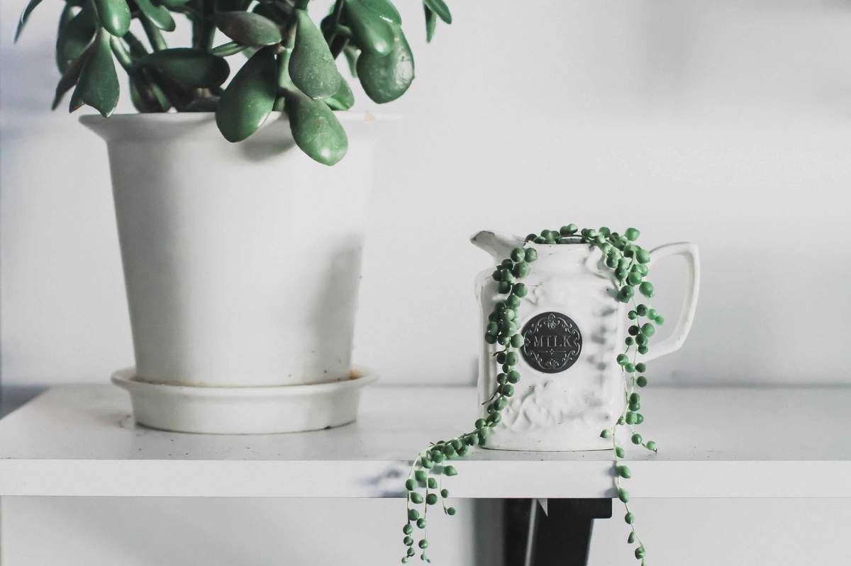 Instagrammed house plants - Chinese money tree