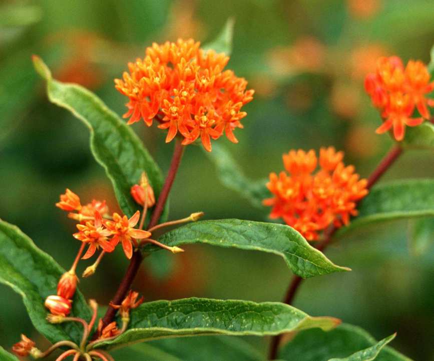 butterfly weed