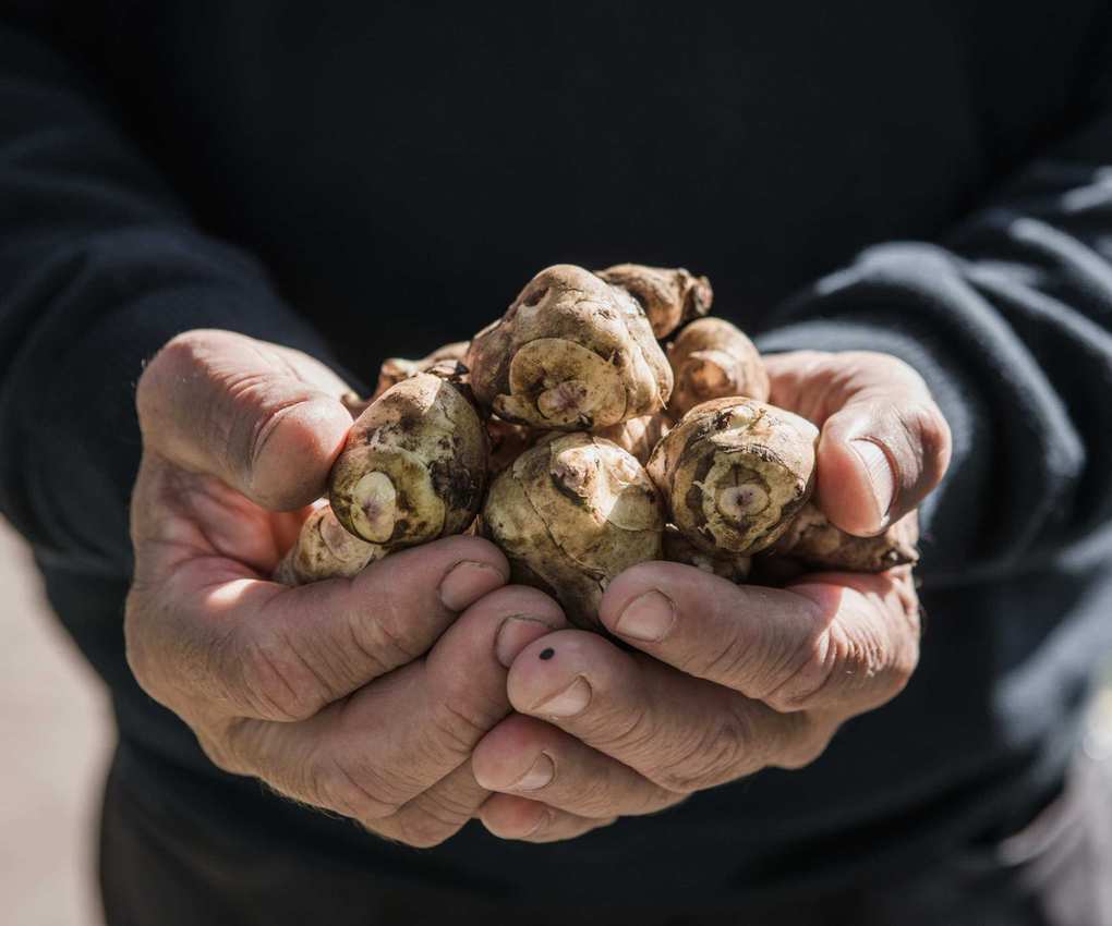 Jerusalem artichoke harvest