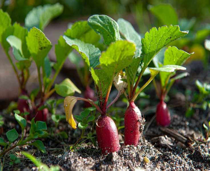 Radishes in Growing Radishes