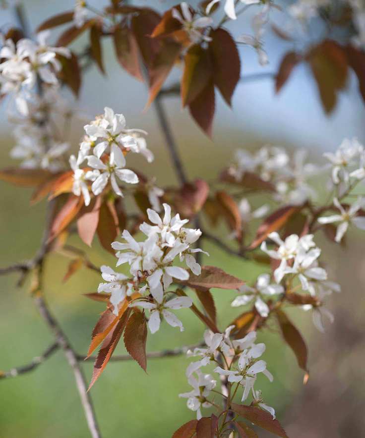 Amelanchier