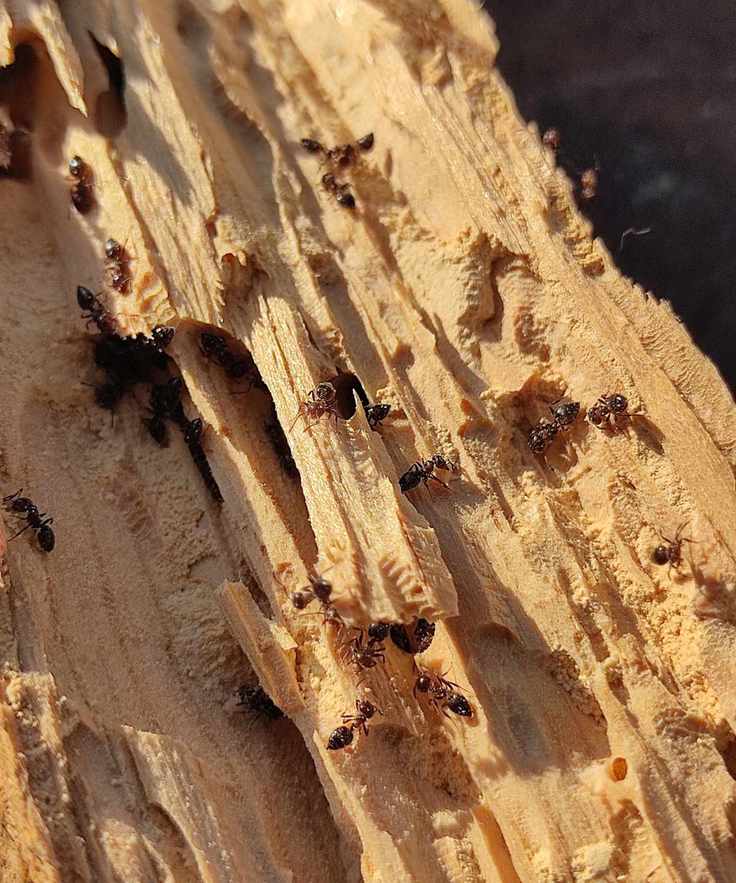 Carpenter ant on a leaf
