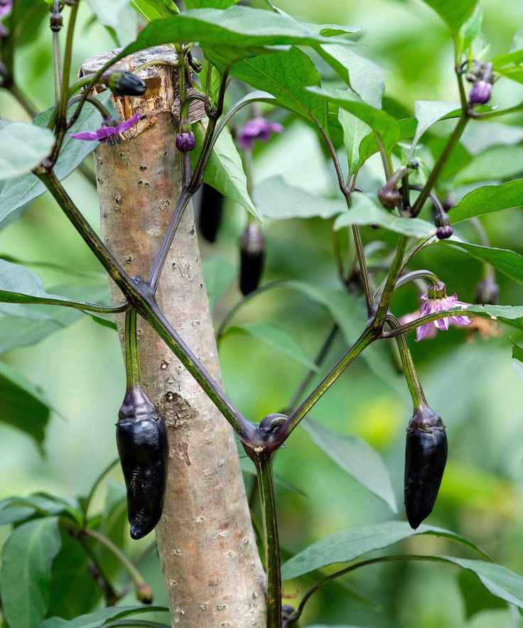 Chilli Pepper 'Hungarian Black'
