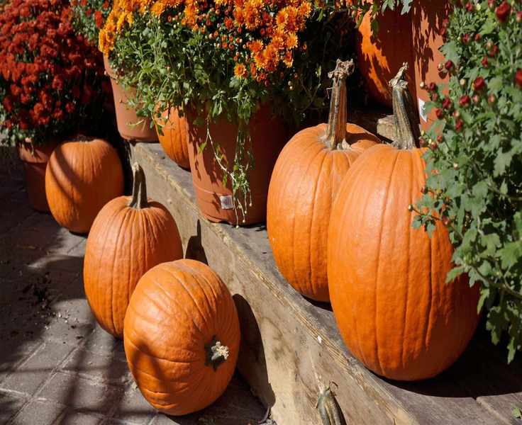 Transforming Leftover Pumpkins into Garden Fertilizer: Expert Guidance