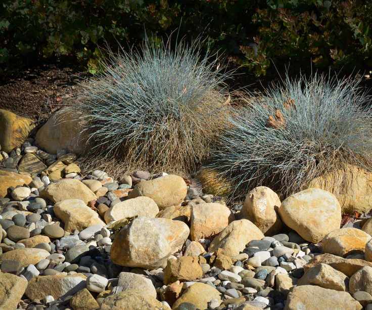 A dry river rock stream with ornamental grass plants
