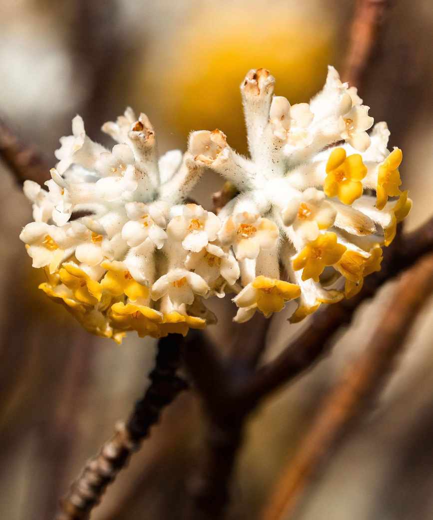 Edgworthia chrysantha in bloom