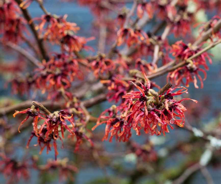 Hamamelis x intermedia 'Diane' (Witch Hazel).