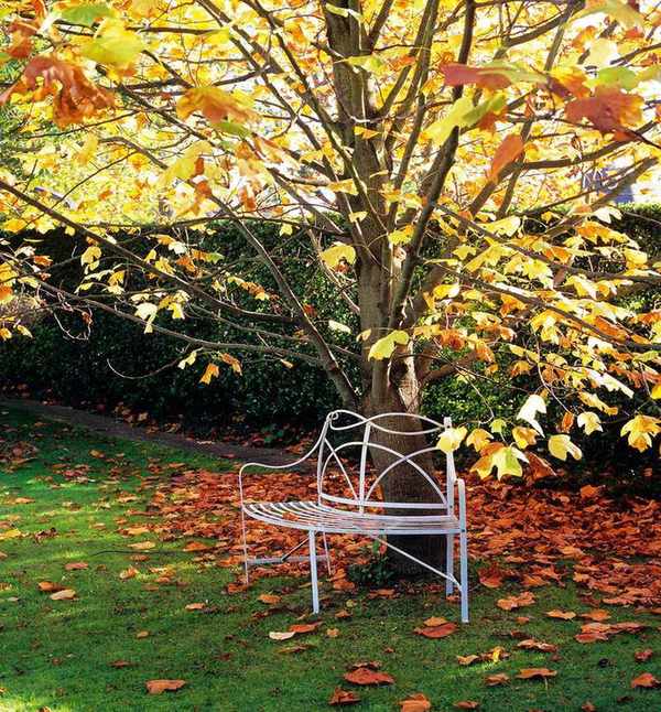 Lirodendron tulipifera tulip tree in autumn with curved tree seat