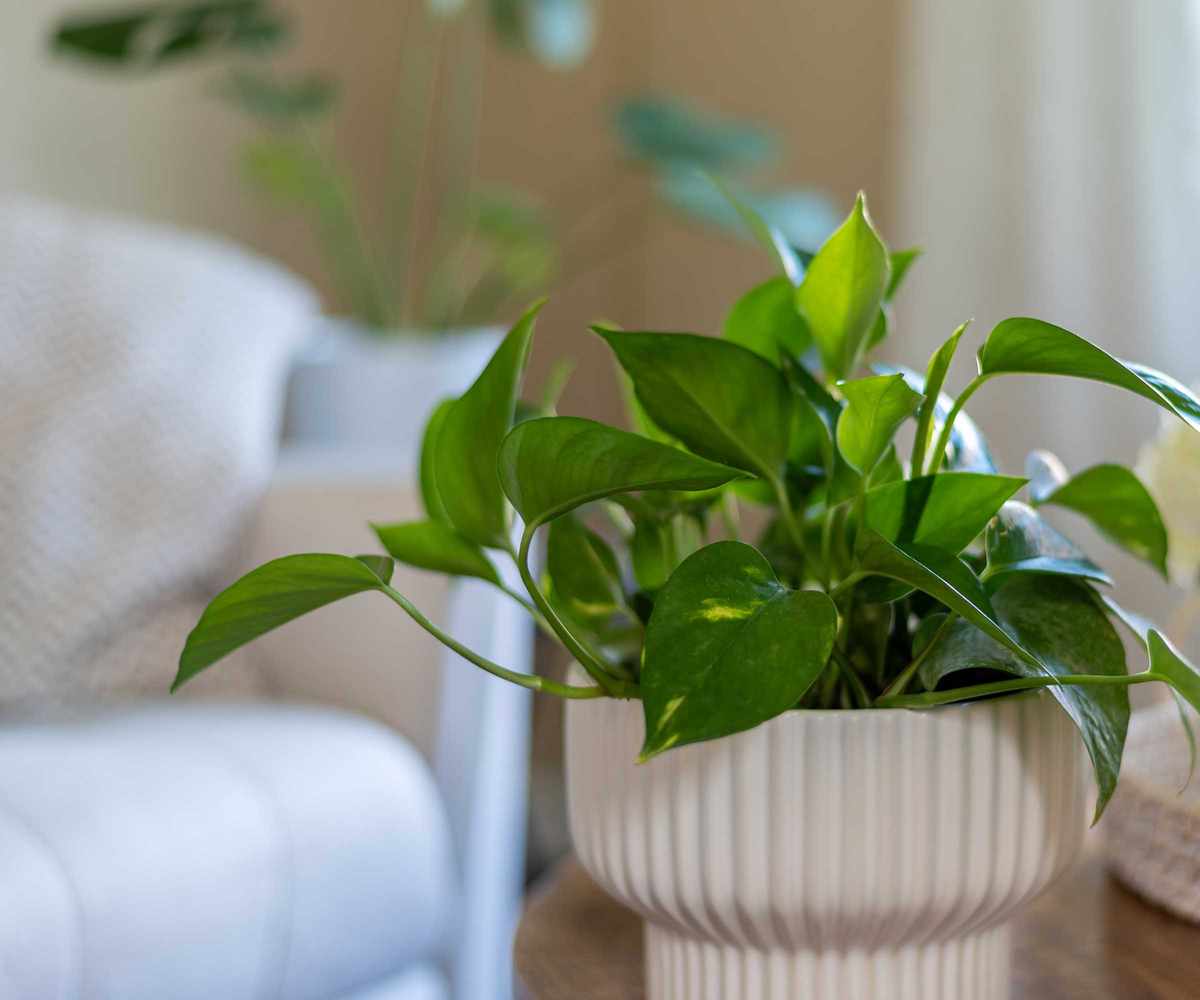 pothos in white pot