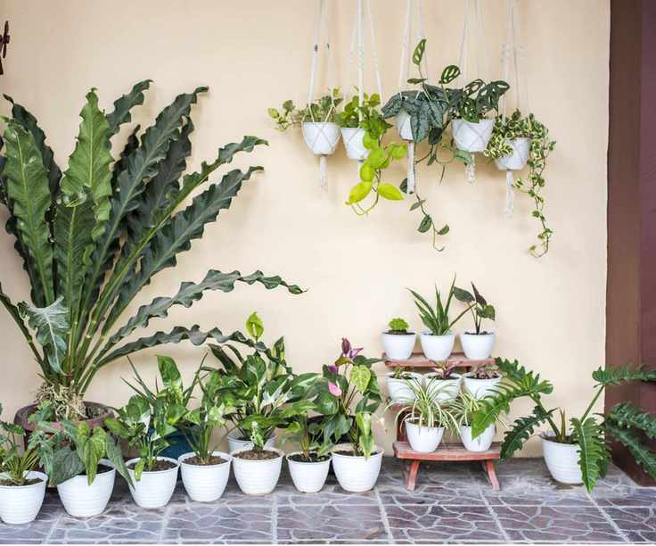 Houseplants outdoors