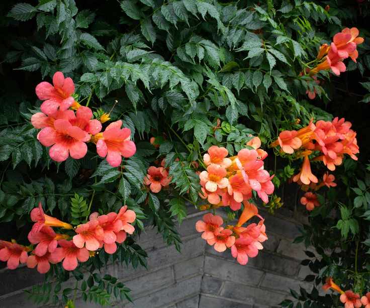 pink trumpet vine flowers growing on wall