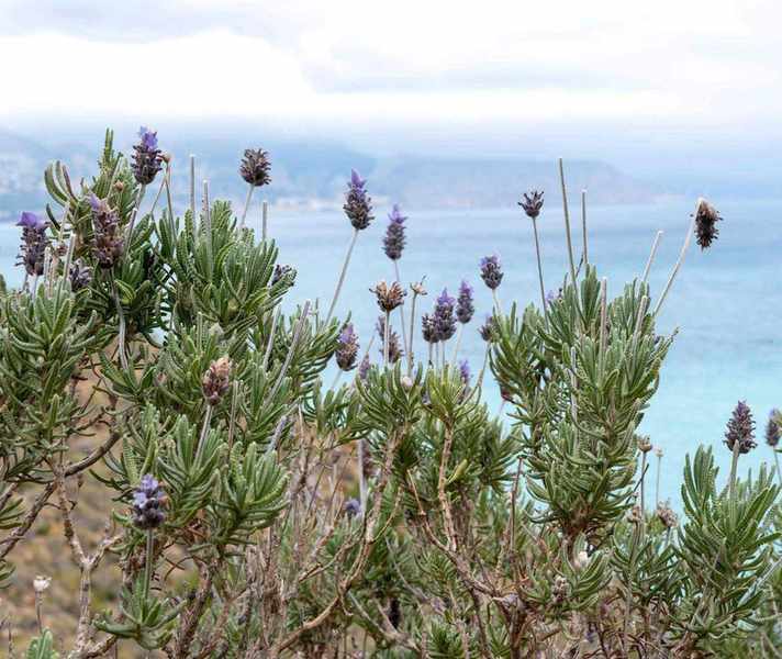 lavender growing in a coastal spot