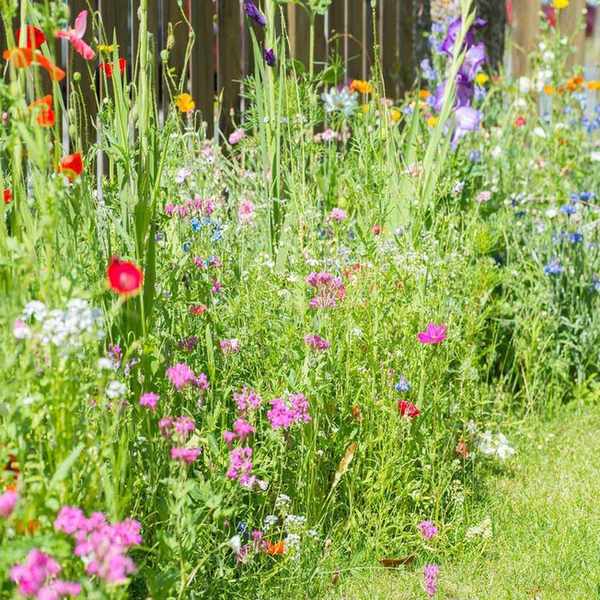 A bright and colorful summer flower border