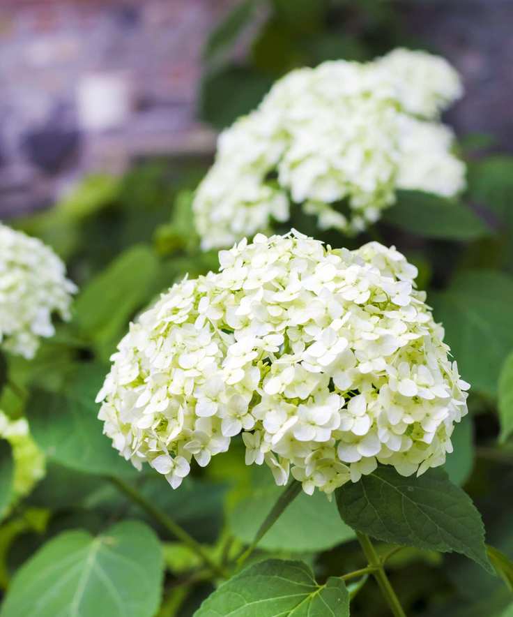 White blooms of Annabelle hydrangeas