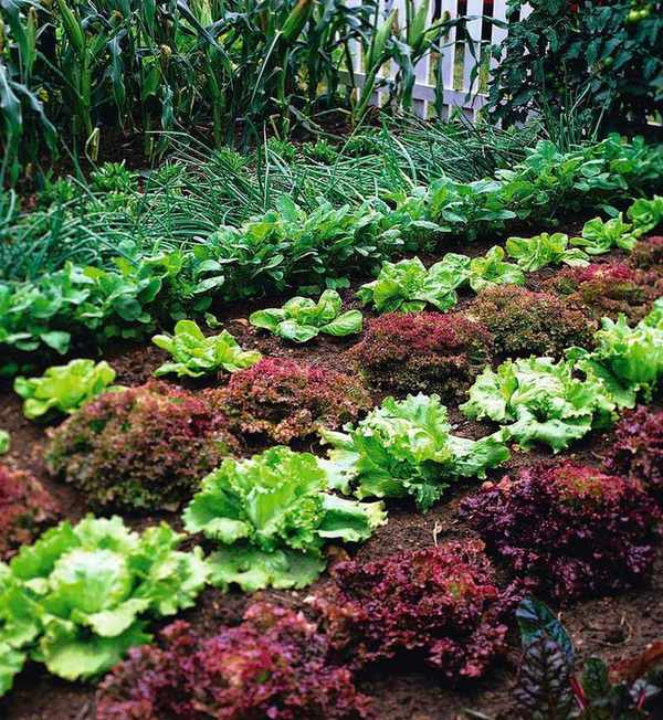Red and green lettuces growing in rows in a vegetable garden