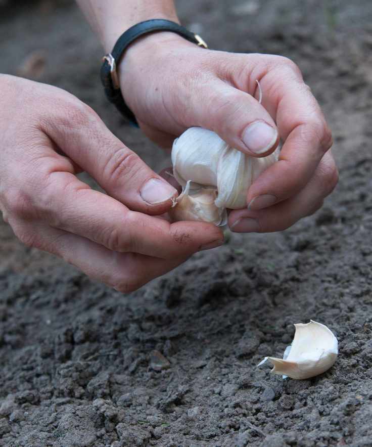 Garlic being planted in the soil