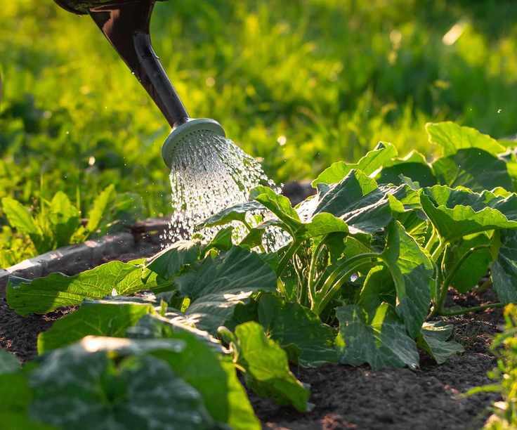 watering vegetable garden
