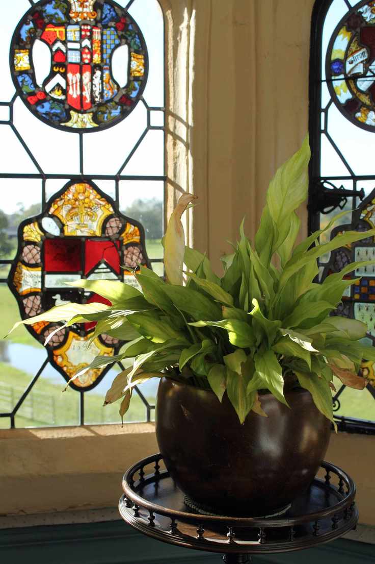 aspidistra