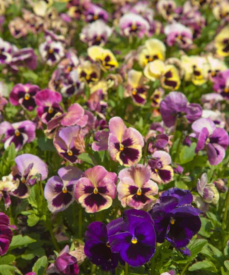 multicolor pansies growing in a garden