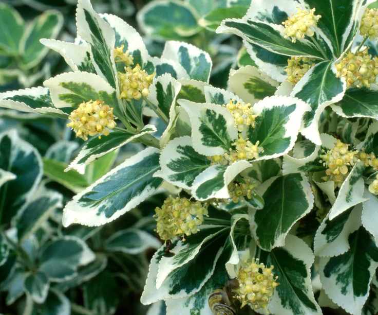 Euonymus fortunei 'Silver Queen' in summer