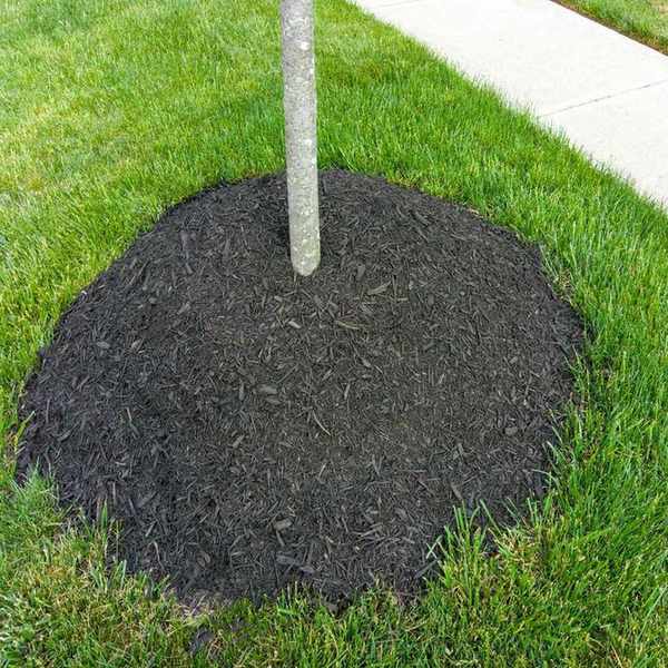 Mulch around base of a tree