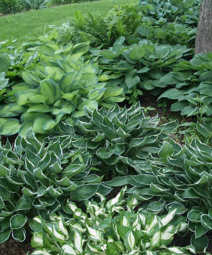 Many hosta plants in a garden by a lawn