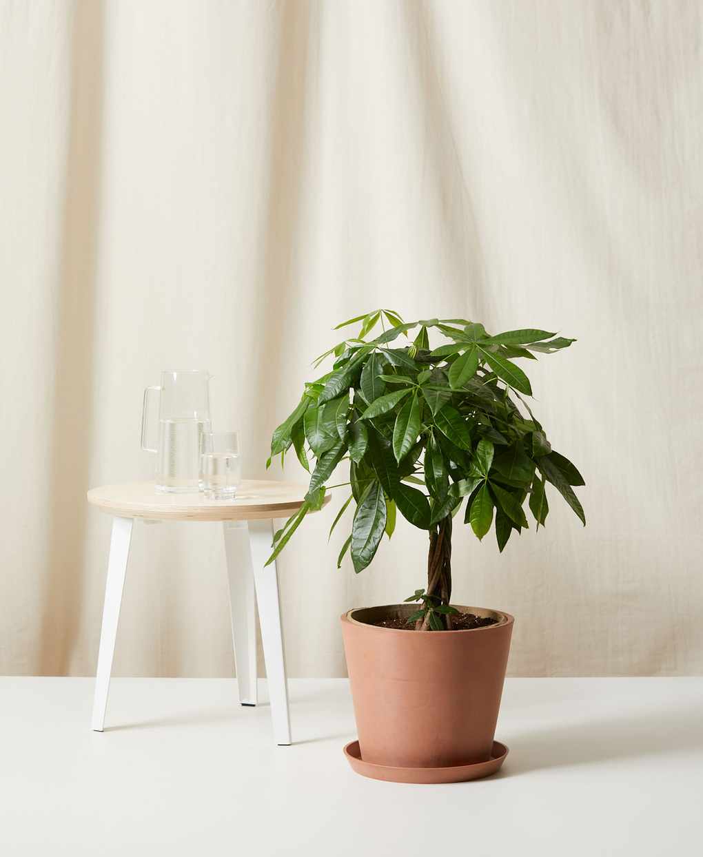 money tree in a terracotta pot