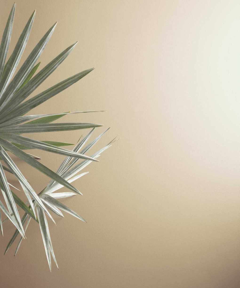 beige wall with houseplant