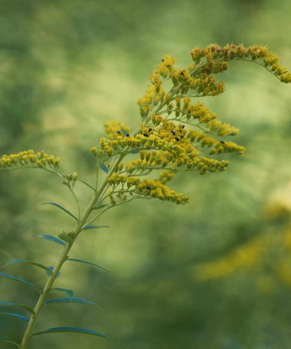 Chelsea Chop / Monty Don