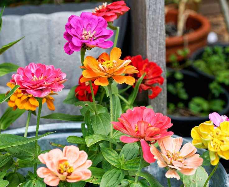Zinnia