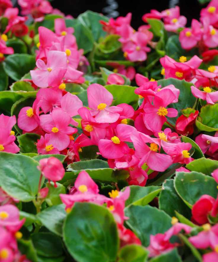 pink begonias in bloom
